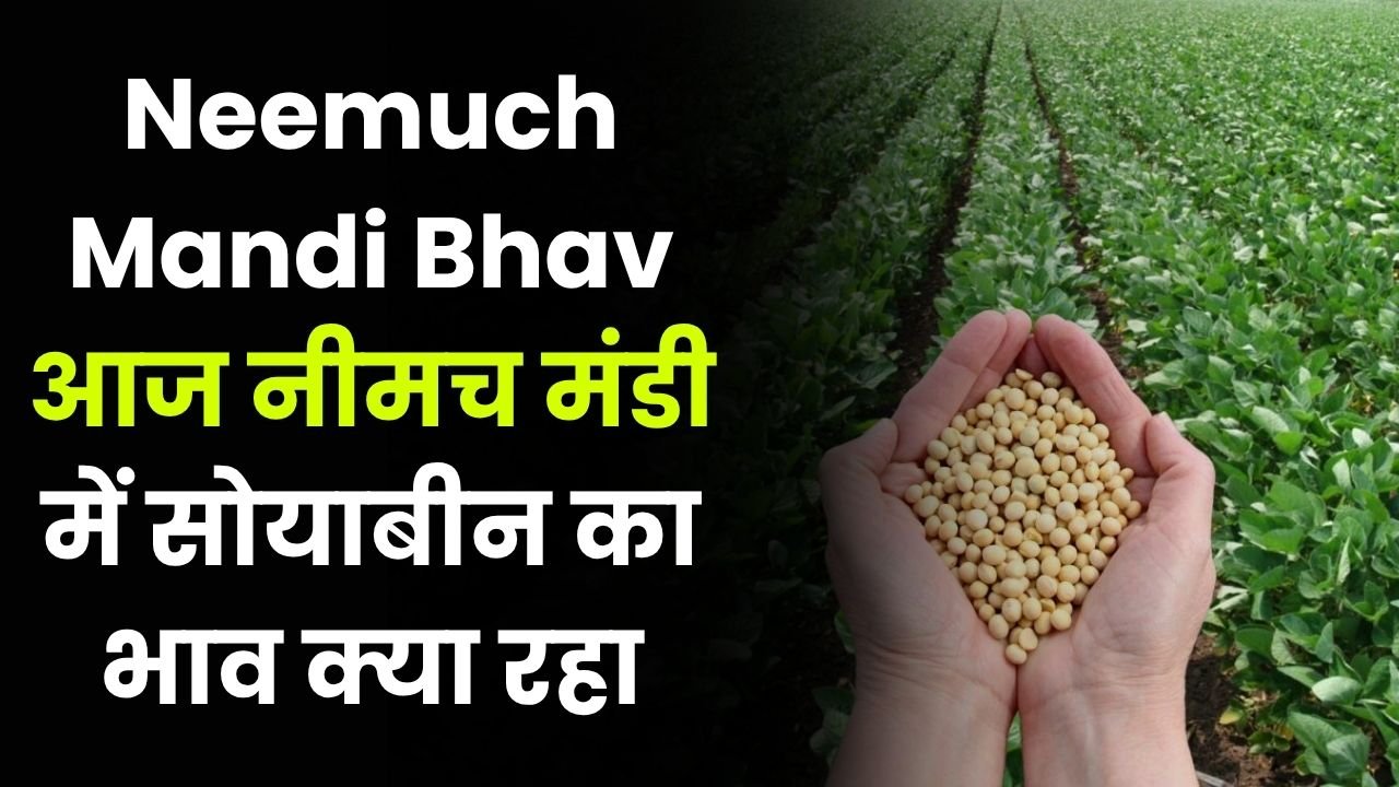 Neemuch Mandi Bhav