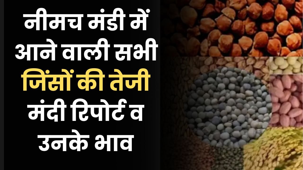 नीमच मंडी में आने वाली सभी जिंसों की तेजी मंदी रिपोर्ट व उनके भाव