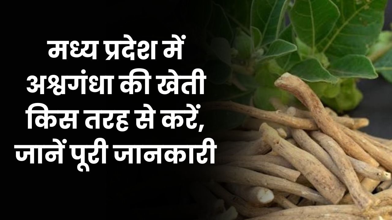 मध्य प्रदेश में अश्वगंधा की खेती किस तरह से करें, जानें पूरी जानकारी