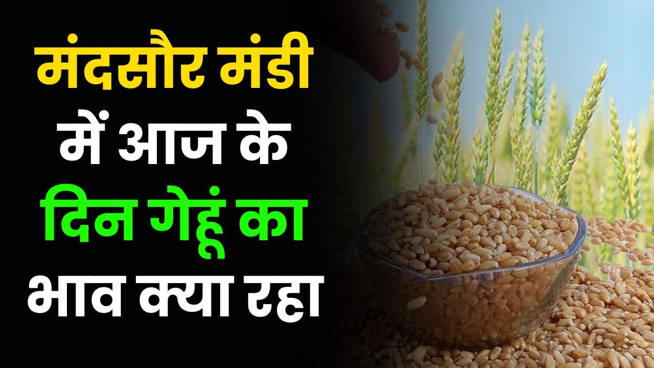 Mandsour Mandi Bhav