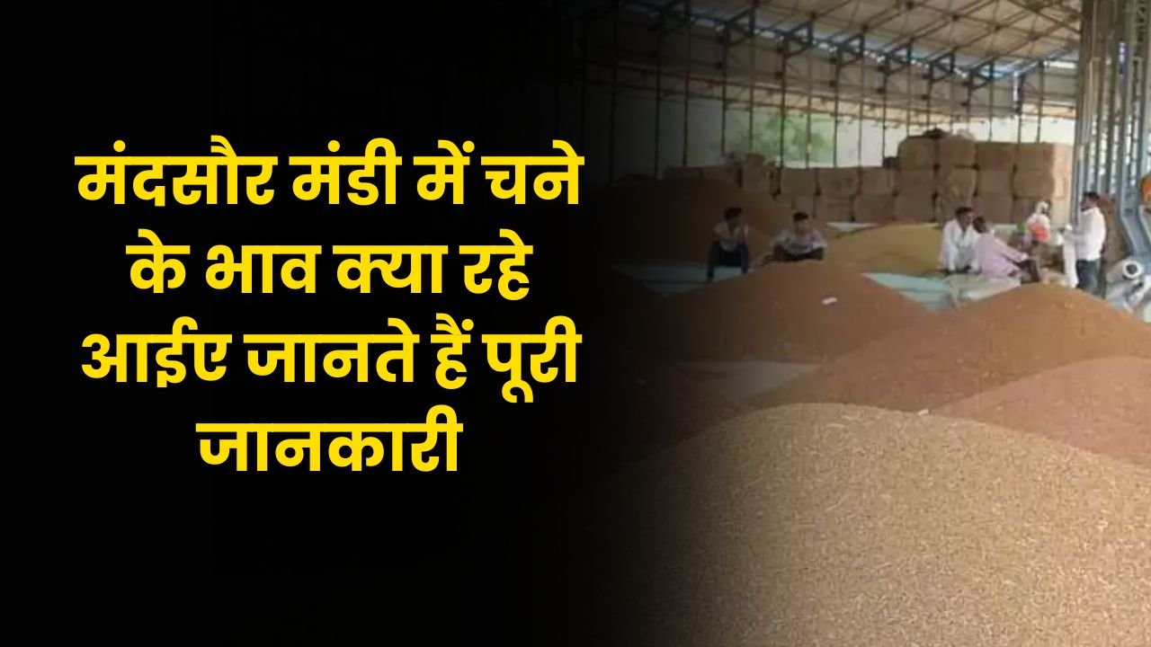 Mandsour Mandi Bhav