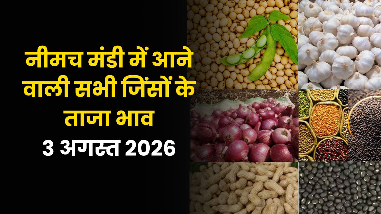 Neemuch Mandi Bhav :