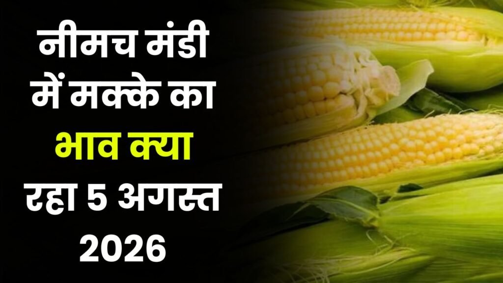 Neemuch Mandi Makka Bhav