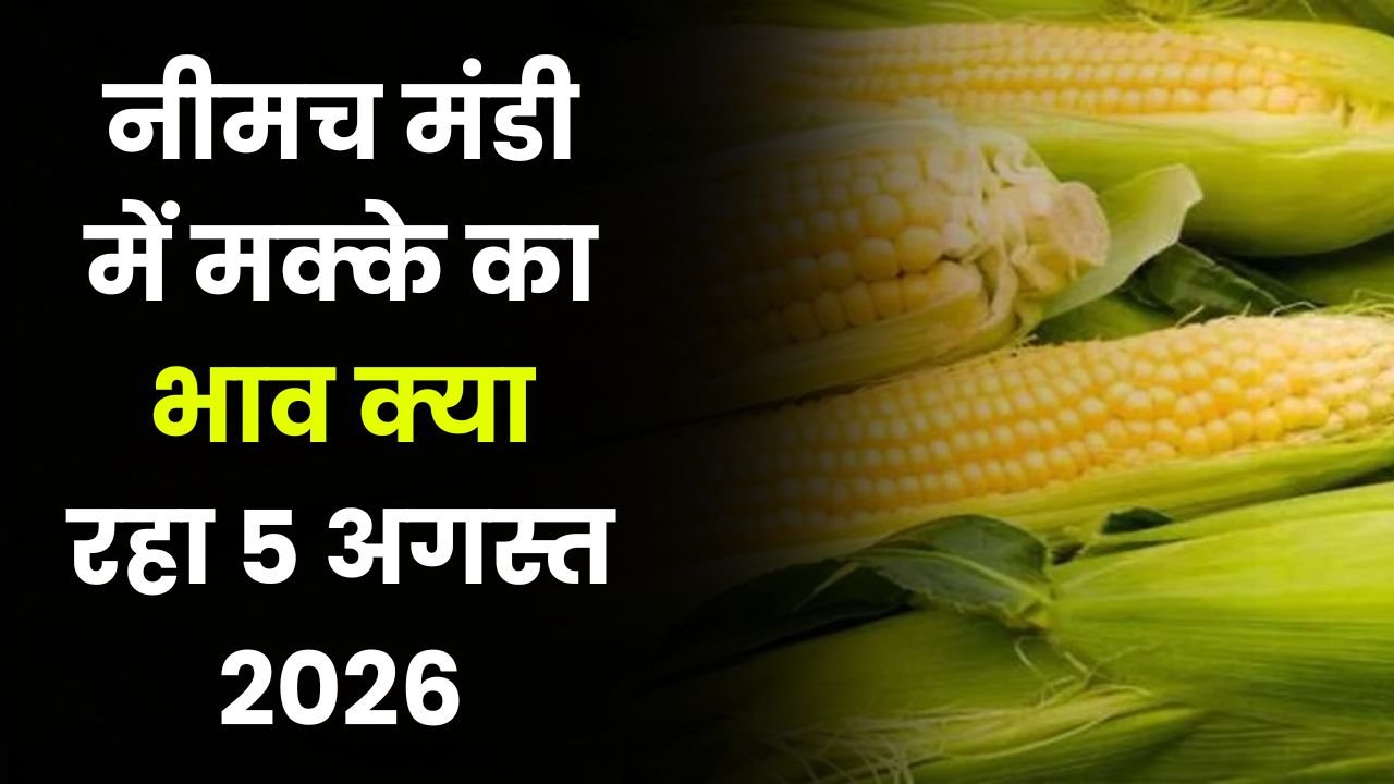 Neemuch Mandi Makka Bhav