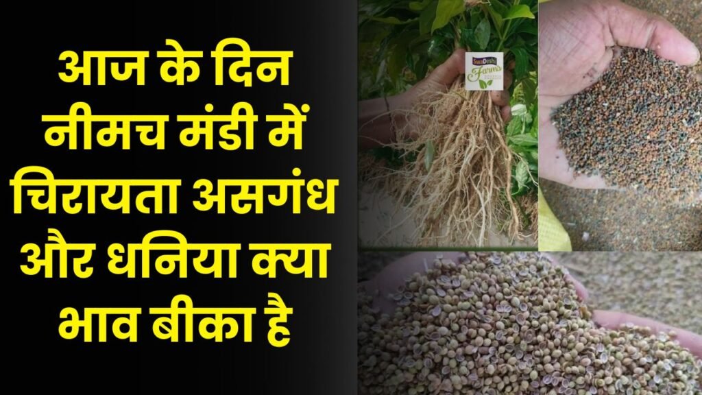 Neemuch Mandi Taja Bhav 