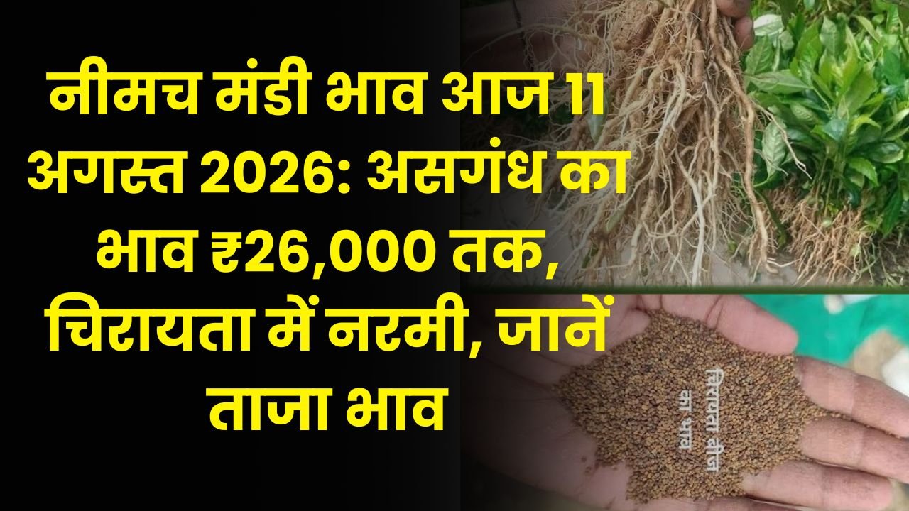 नीमच मंडी भाव आज 11 अगस्त 2026