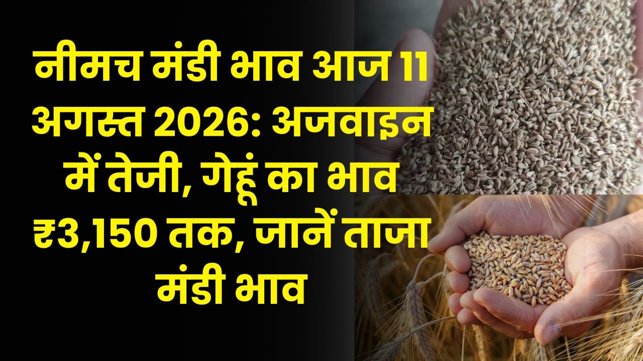 नीमच मंडी भाव आज 11 अगस्त 2026