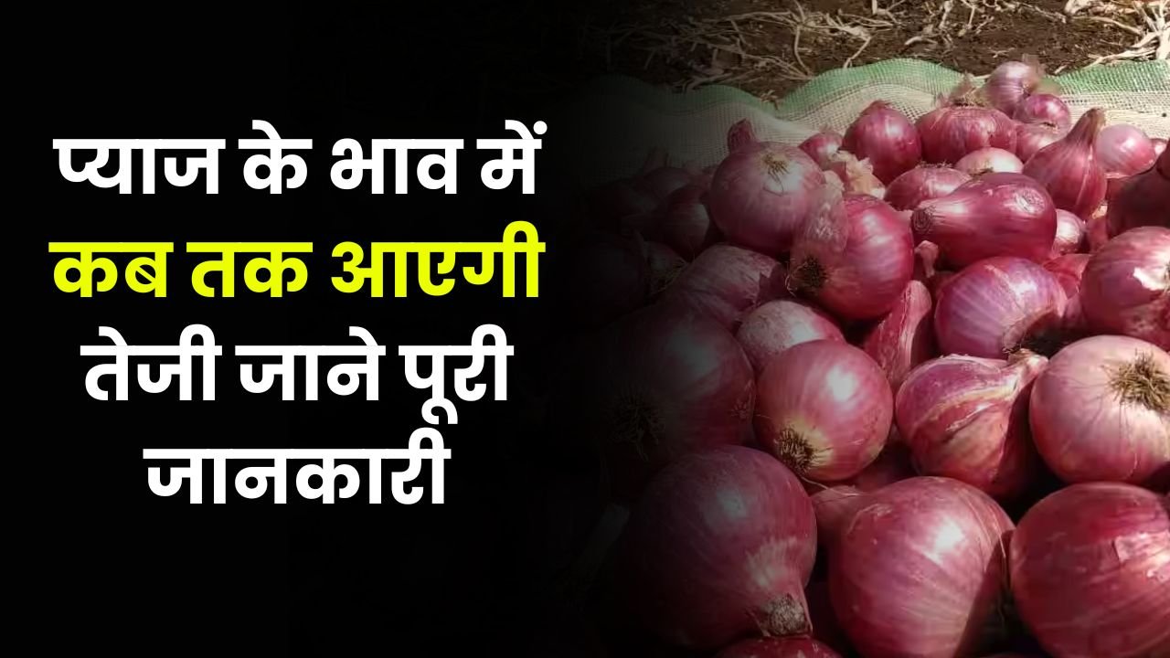 प्याज के भाव में कब तक आएगी तेजी जाने पूरी जानकारी