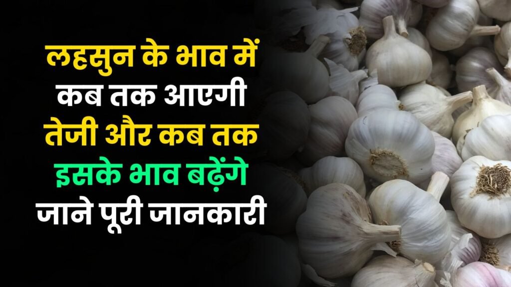 लहसुन के भाव में कब तक आएगी तेजी
