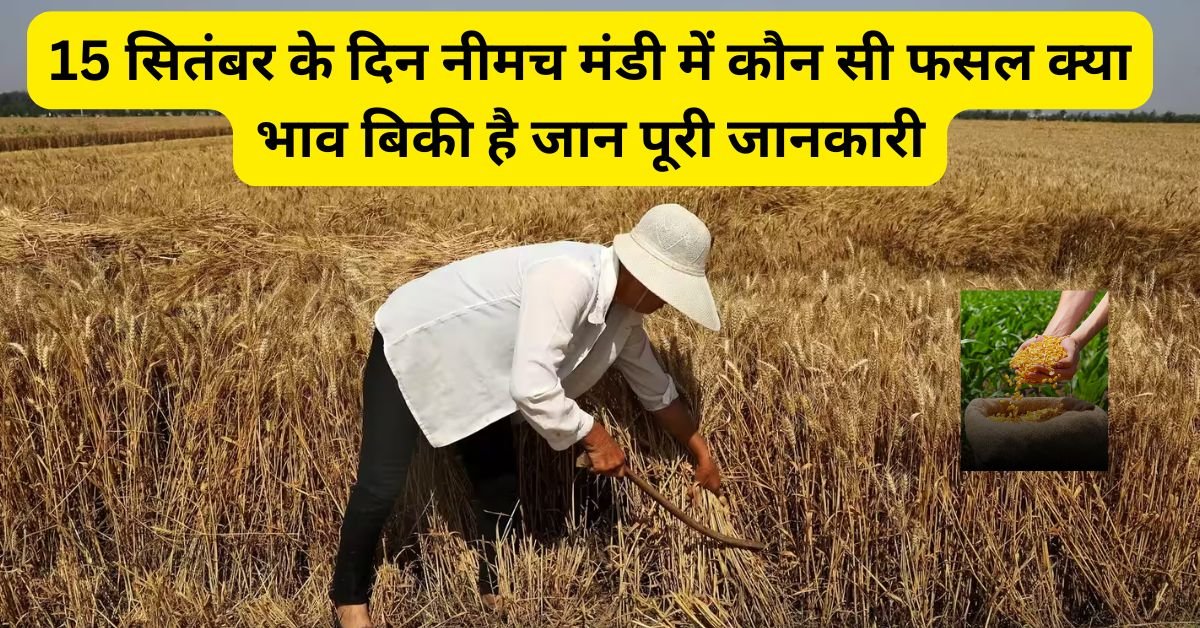 Neemuch Mandi Bhav Today : 15 सितंबर के दिन नीमच मंडी में कौन सी फसल क्या भाव बिकी है जान पूरी जानकारी